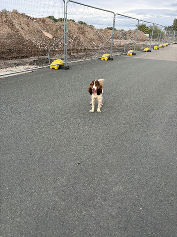 Show cocker spaniel 11 months old girl