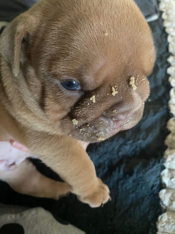 Old English bulldog