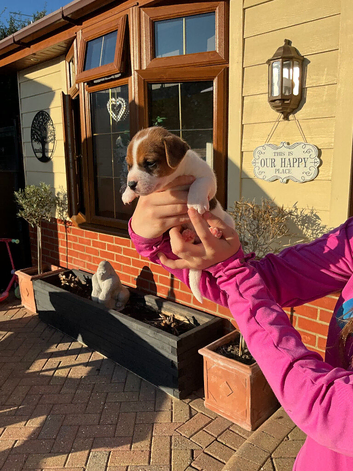 Parsons jack Russell