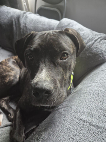 10 month old cane corso cross