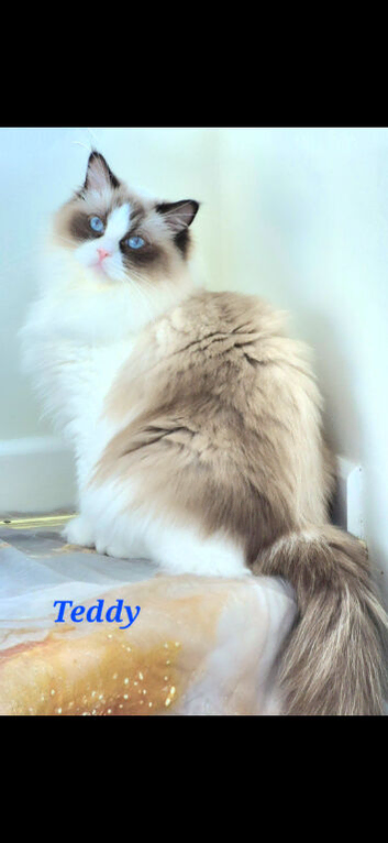 Excellent pedigree Ragdolls