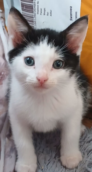 White & black fluffy male kitten