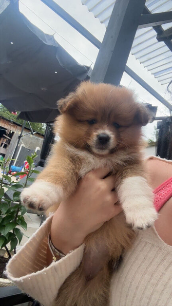 pomeranian