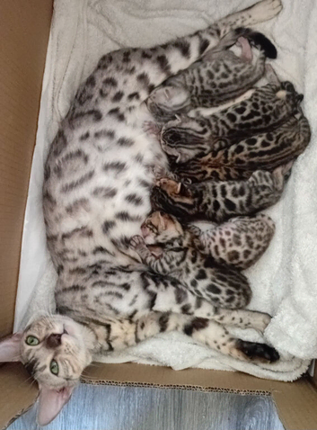 5 male stunning pure breed bengal kits