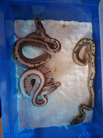 3x royal python hatchlings