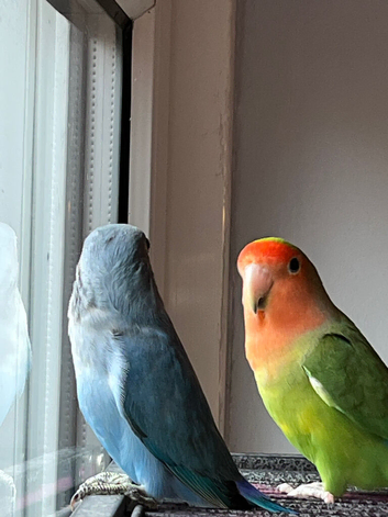 Peach faced love Birds