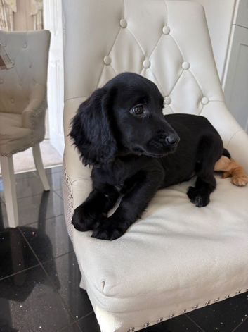 Cocker spaniel puppy
