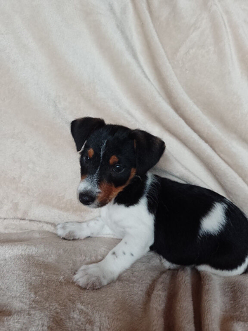 Jackrussell pups
