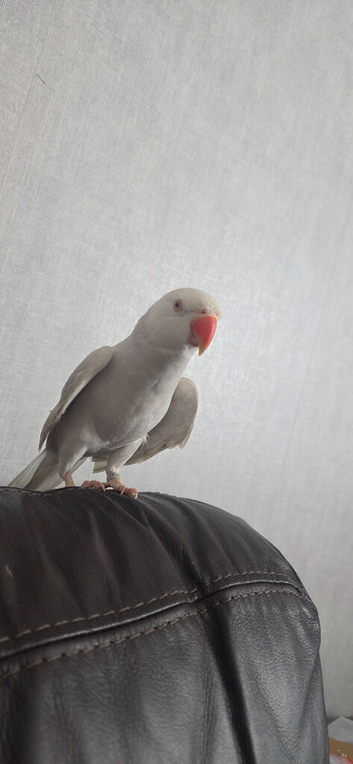 Ringneck