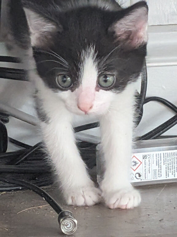 2 x kittens for sale