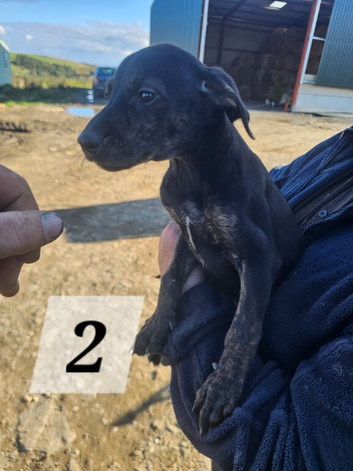 Beautiful Lurcher Pups