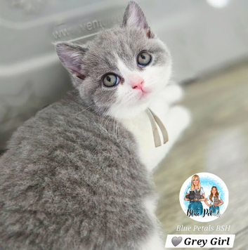 British short hair kittens available