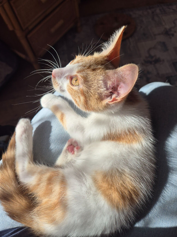 2 kittens Ready To Leave