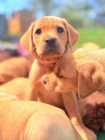 Yellow Labrador puppies