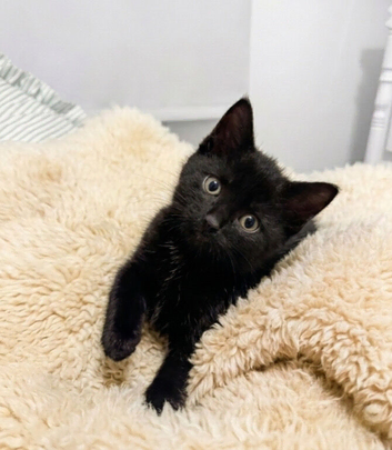 Insured Affectionate playful kittens