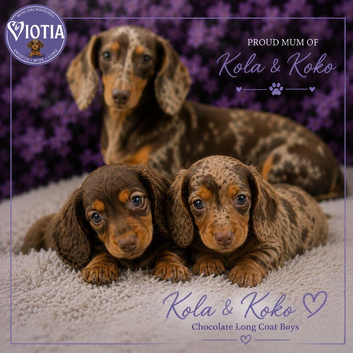 Stunning kc reg miniature dachshund girl koko