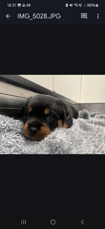 8 Rottweiler puppies