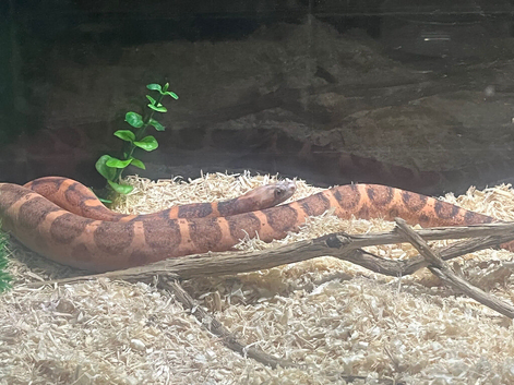 Corn snake with approx 4ft tank