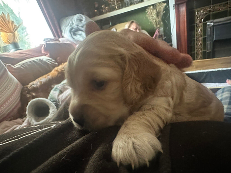 Cockapoo Pups 2 boys and 2 girls left