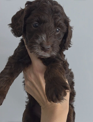 Beautiful cockapoo puppies