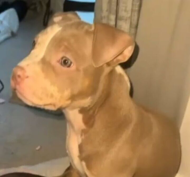 Last female left pocket bully