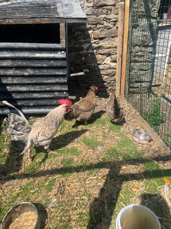 Hatching eggs available