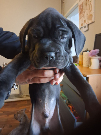 8 week old puppy