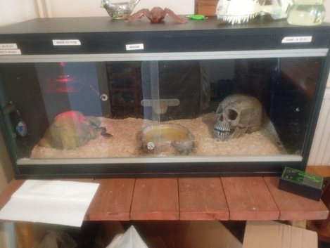 Royal python, 2yrs. With Full set up