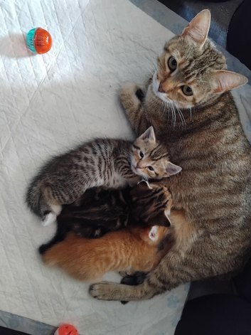 Kittens looking for a new home