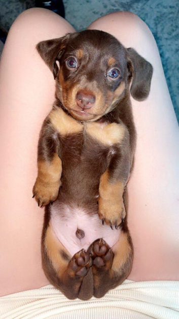 Kc registered miniature dachshund pupoys