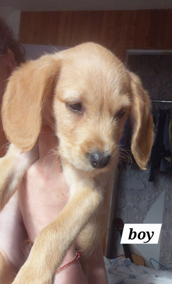 Labradoodle puppy