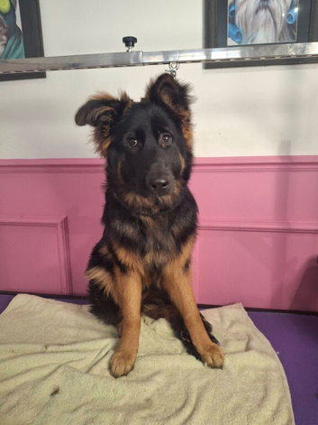 German Shepherd- Stormi