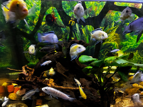 African Cichlids