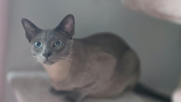 Teddy the adorable russian blue/siamese