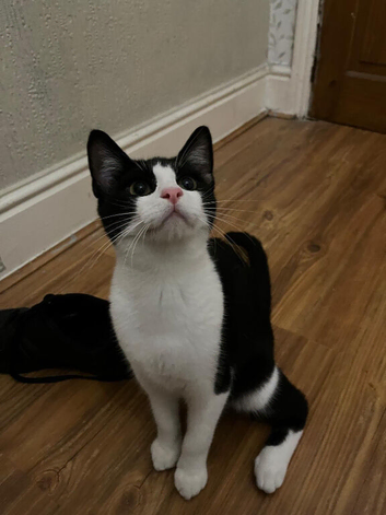 Cat rehome