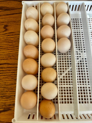 Mixed Pekin Bantam Hatching Eggs