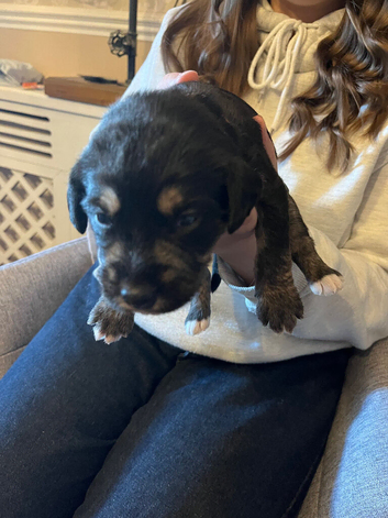 Bedlington Cross Puppies