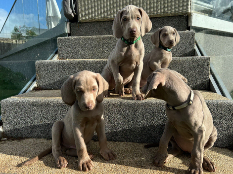 Weimaraner Pups - Ready to Leave