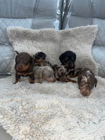 Miniature dachshund puppy&rsquo;s