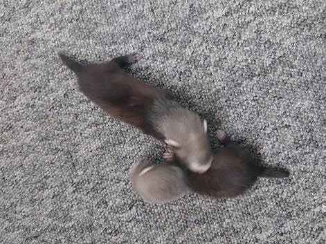 Baby ferrets