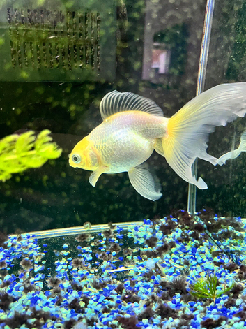 Cold water fancy goldfish