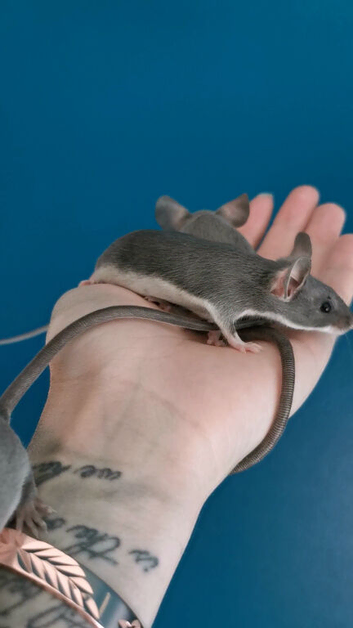 Fancy mice ready now