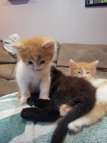 I have a litter of 5 mixed colored kittens for sale