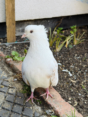 Iranian pigeon