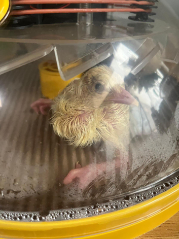 Egg Incubation Service - Hatch Your Own Chicks!
