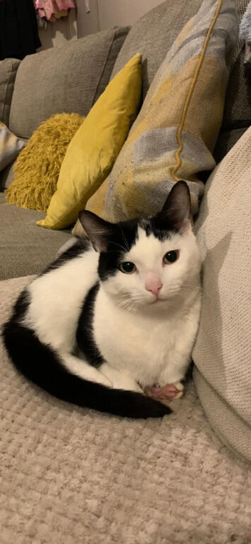 Balck and white cat needs rehoming