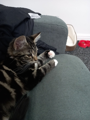 Tabby kitten 4 month old