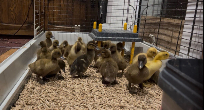 Khaki Campbell ducklings for sale