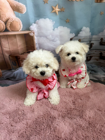2 girls left Pure Pedigree Champion Bloodline Bichon Frise
