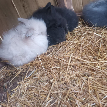 Angora x lion head bunnies